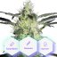 Auto G-Kush - 3pcs Cannapio autoflowering seeds