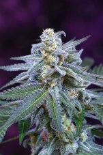 Subcool Seeds Killer Grape regulérní semena