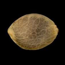 Gorilla Frost - feminized seeds 10pcs, Silent Seeds