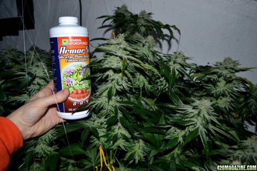 Bubble Gum Auto - 10 autoflower semen Fair Seeds