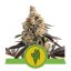 Cookies Gelato Automatic - autoflowering semienka 3 ks Royal Queen Seeds