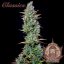 Buddha Autoflowering Critical, 3 ks, Buddha Seeds