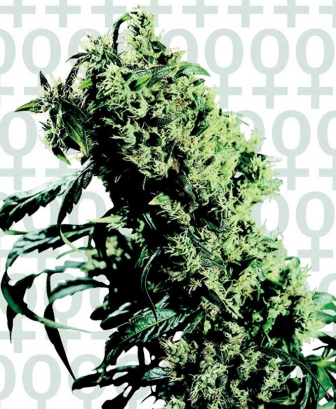 Northern Lights N.5 x Haze 10 ks feminizované semená Sensi Seeds