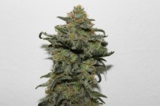 Ripper Seeds Old School feminizované semená
