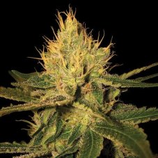 Cannalope Haze - 3ks feminizovaných semienok DNA Genetics