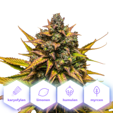 Mimosa Dream - feminizovaná semena konopí, 10 ks, Cannapio