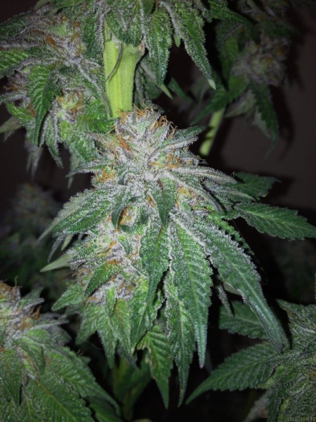 Blueberry Cheese – feminizovaná semínka 5 ks Barney´s Farm