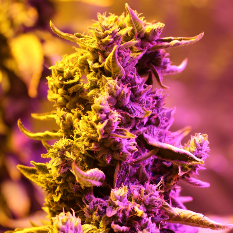 Doctor's Choice n.1 - autoflowering seeds 5 pcs, Doctor's Choice