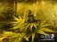 Sweet Skunk Automatic - feminized And autoflowering seeds 3 pcs Royal Queen seeds
