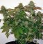8 Ball Kush – feminizované semienka 10 ks Barney Farms