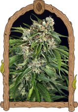 Sir Jack Auto Pure CBD - Feminized Autoflowering Seeds, 10 pcs, Exotic Seed