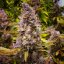 Juicy Zkittlez Auto - automatycznie kwitnące nasiona marihuany, 5 sztuk Seedsman