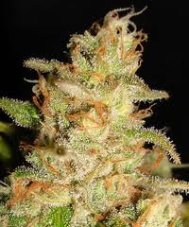 Northern Lights – feminizované semienka 5 ks Ministry of Cannabis