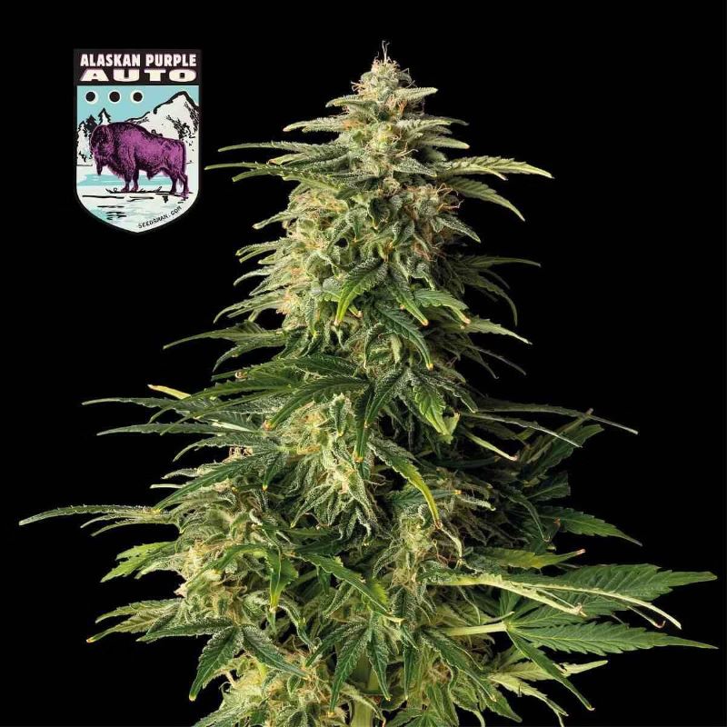 Alaskan Purple Auto Feminizovaná Semínka - 5