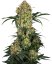 Aloha OG - feminizované semienka  konope 5 ks, Sensi Seeds