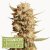 Thunder Banana Auto - semi di marijuana autofiorenti HumboldtXSeedstockers 3 pz.