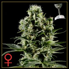 Himalaya Gold 5 ks (Outdoor), feminizované semená Green House Seeds