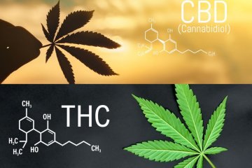 DAS IDEALE VERHÄLTNIS VON CBD UND THC: WIE FINDET MAN DAS BESTE VERHÄLTNIS FÜR SEINE BEDÜRFNISSE?