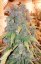 Think Big - fem. autoflowering semená 7 ks Dutch Passion