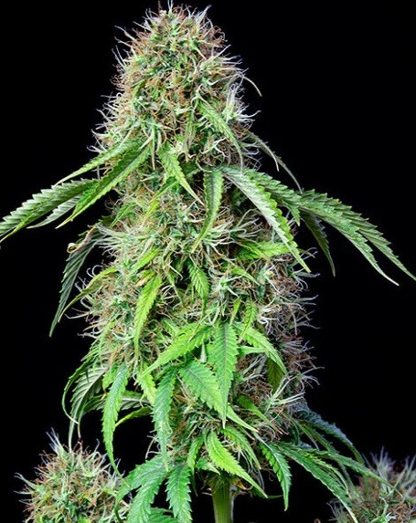 Royal CBG Automatic - self-flowering seeds 10 pcs Royal Queen Seeds