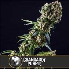 BlimBurn Seeds Grandaddy Purple Feminized Seeds