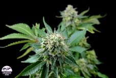 Diesel - 5 pcs feminized Dinaf seeds