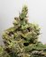 CBD Kush®- feminizované semená 10 ks Dutch Passion