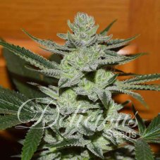 Delicious Seeds Unknown Kush feminizované semená