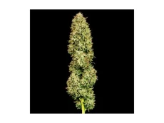 Blueberry Pie F1 Fast Feminizowane Nasiona - 1