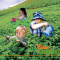 Cannabis for Children