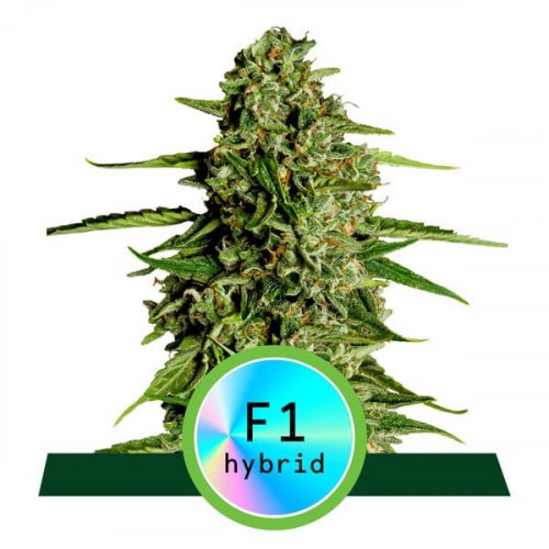 Medusa F1 - samonakvétací semena marihuany 5ks, Royal Queen Seeds