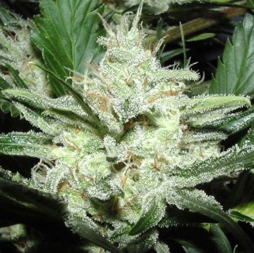 Sensi Star - 10 ks feminizovaná semena Paradise Seeds