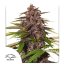 Auto Forbidden Cherry - autoflowering semená 7ks, Dutch Passion