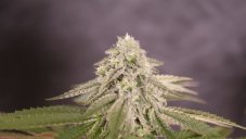 Delicious Seeds Bay Burger feminisierte Samen