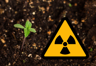 How does cannabis destroy nuclear radiation and toxic soil?