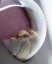 Sensi Skunk - feminizowane nasiona konopi 3 sztuki, Sensi Seeds