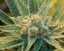 Super Silver Haze 18 štandardizovaných semien Mr. Nice