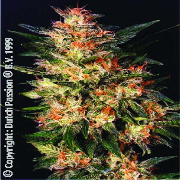 White Widow - feminizovaná semena 10 ks Dutch Passion