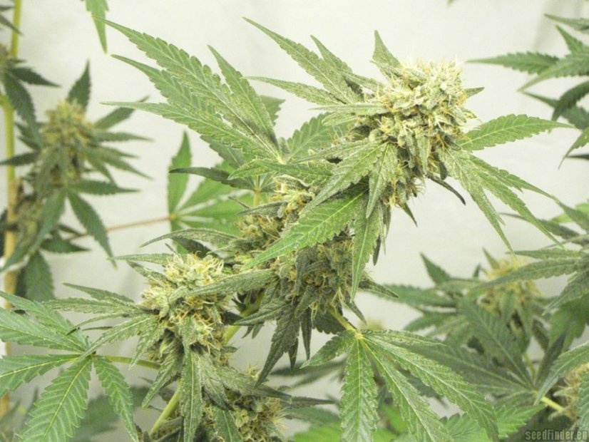 Jack Flash N.5 10 ks feminizované semená Sensi Seeds