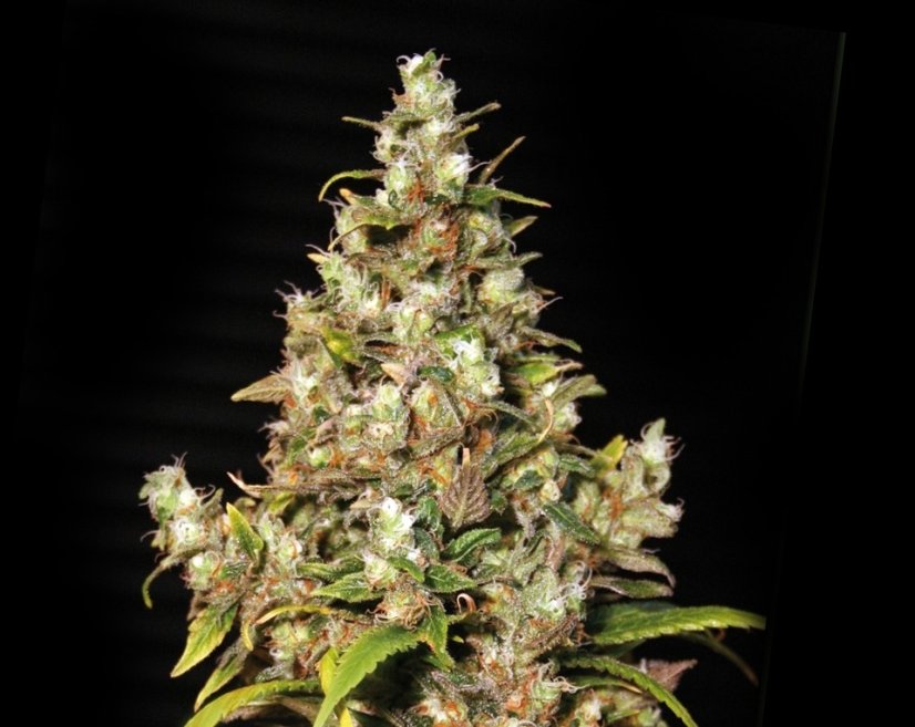 Monster - 9ks feminized semená Eva Seeds