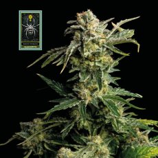 White Widow - feminizovaná semena konopí 10 ks, Seedsman