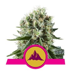 Critical Kush - feminizované semienka 3 ks Royal Queen Seeds
