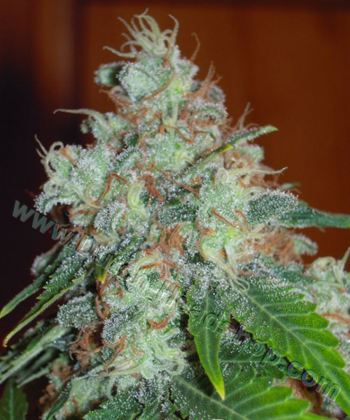 Special Kush n.1 - feminizovaná semínka 5 ks Royal Queen Seeds