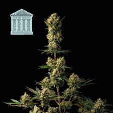 Peyote Forum - feminized cannabis seeds 3 pcs, Seedsman