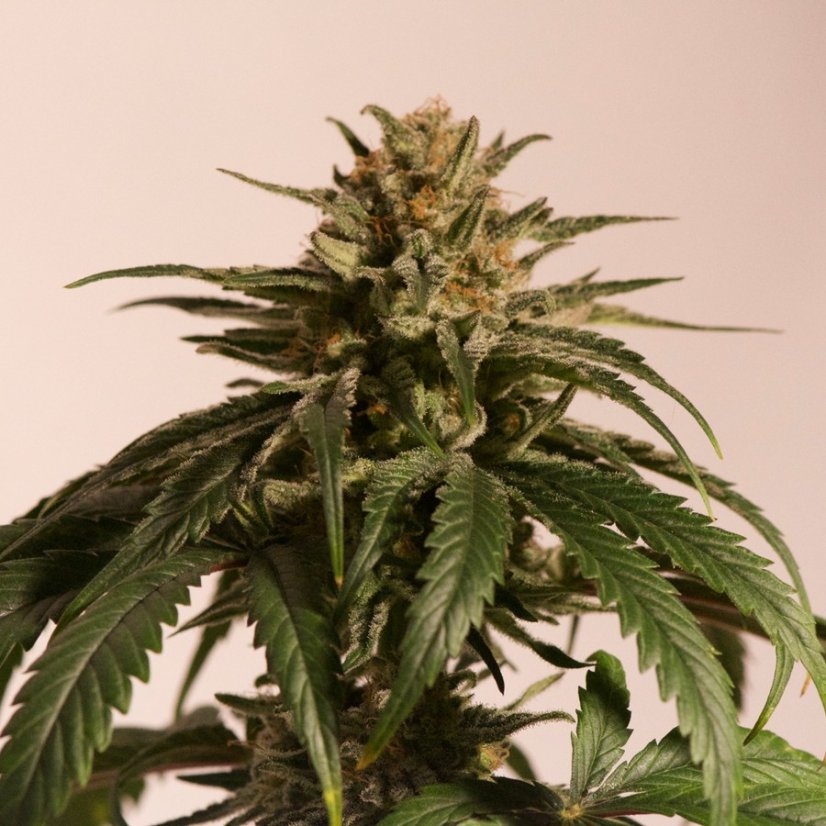 CBD Critical Cure - feminizovaná semínka 5 ks Barney´s Farm