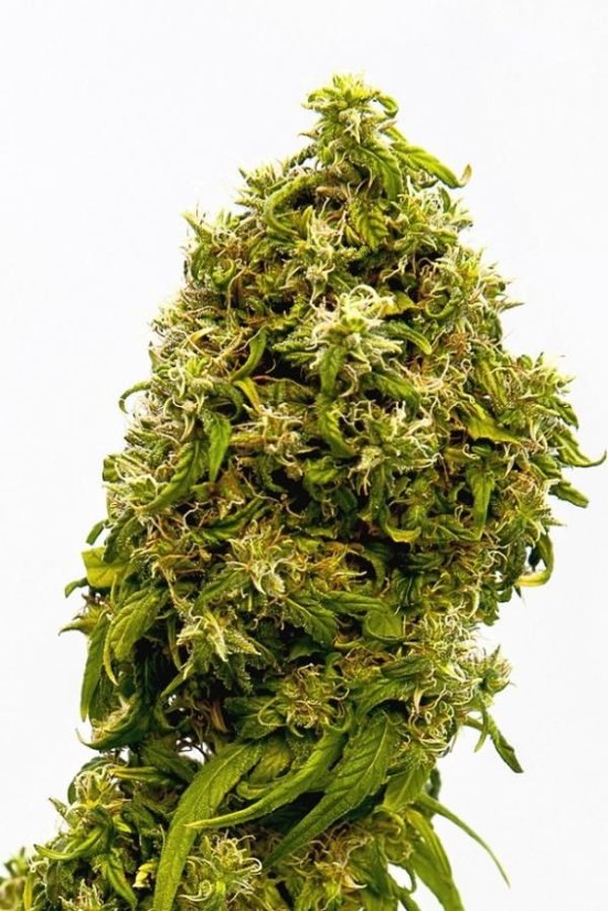 Swiss Dream CBD - 3ks feminizovaná semínka Kannabia Seeds