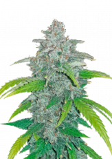 Blue Dream Auto Feminizovaná Semínka - 1