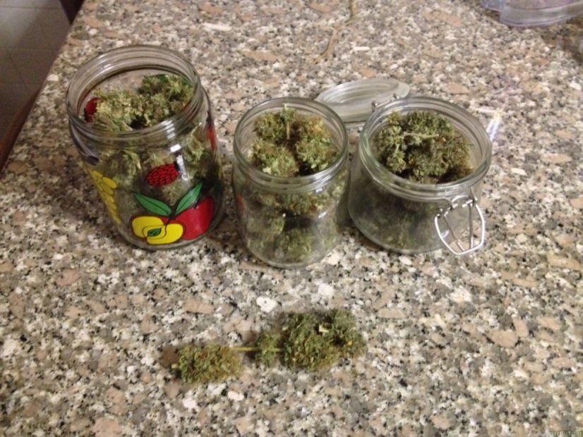 Liberty Haze - feminisierte Samen 10 Stück Barney's Farm