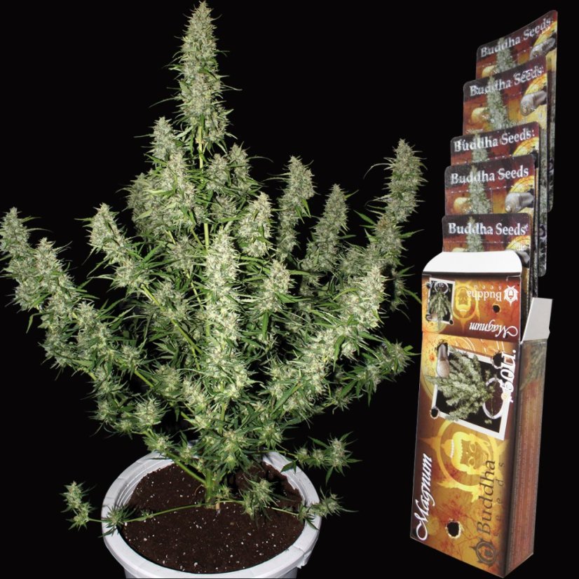Magnum auto - feminizovaná semínka, 3 ks, Buddha Seeds