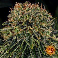 Skywalker OG Auto - autoflowering marijuana seeds 5 pcs Barney's Farm